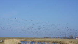 kranichen naturschutzgebiet ostsee