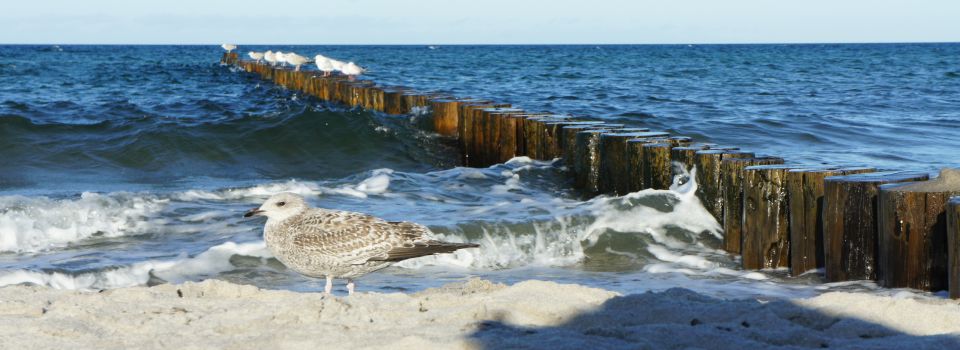 ferienhaus zingst