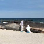 Pottwal in Zingst an der Ostsee